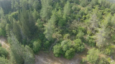 Flight over forest in mountains, Israel Stock Footage 44476084