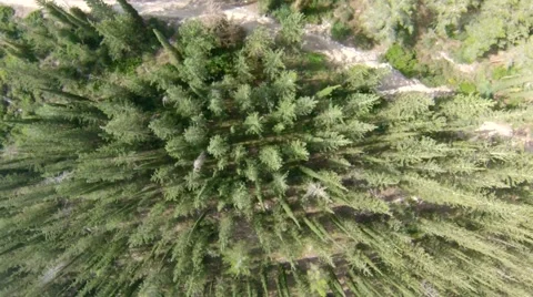 Flight over forest in mountains, Israel Stock-Footage 44476153