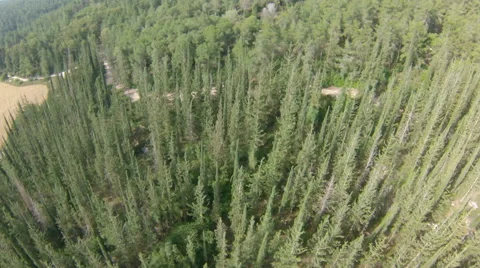 Flight over forest in mountains, Israel Stock Footage 44477971