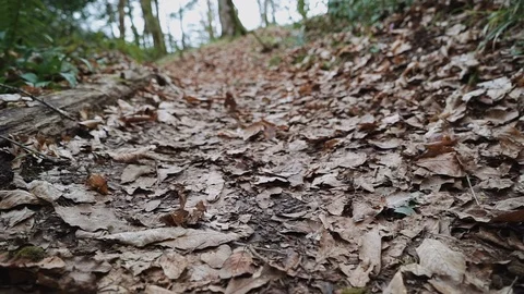 Flight over the forest path covered with dry leaves in a close-up. 스톡 동영상 113768206