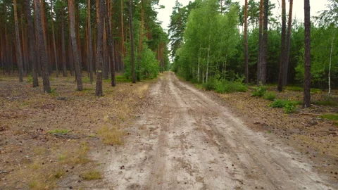 Flight over the forest path Stock Footage 221624863