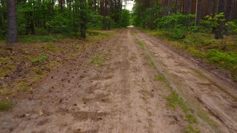 Flight over the forest path Stock Footage 221624966