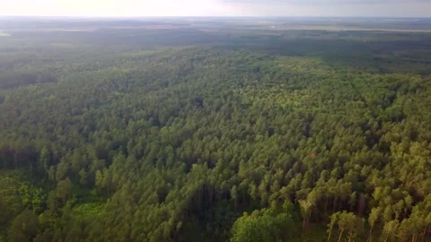 Flight over forest in Poland. Summer forest from above. Stock Footage 250865438