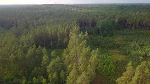 Flight over forest in Poland. Summer forest from above. Stock Footage 250865478