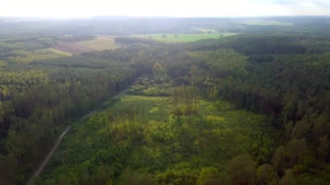 Flight over forest in Poland. Summer forest from above. Stock Footage 250865538