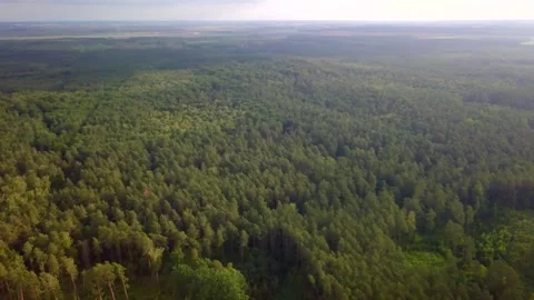 Flight over forest in Poland. Summer forest from above. Stock Footage 251318579