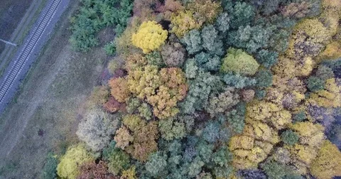 Flight over the forest. Railway Stock Footage 81419297