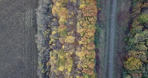 Flight over the forest. Railway Stock Footage 81419488