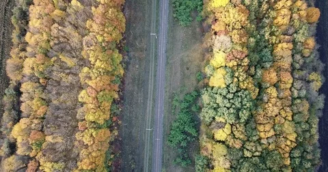 Flight over the forest. Railway Stock Footage 81420454