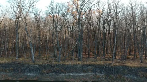 Flight over the forest river Stock Footage 123338954