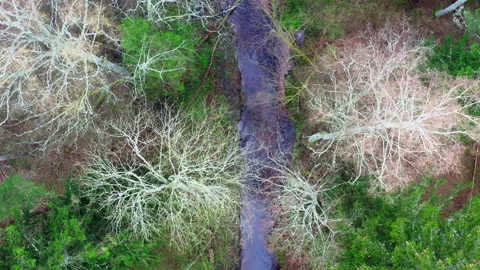 Flight over a forest river in the spring leafless period. Top-down view. Stock Footage 303404157