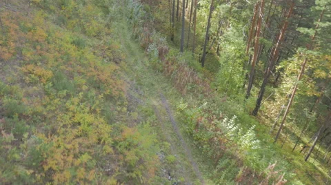Flight over the forest road Stock Footage 55073753