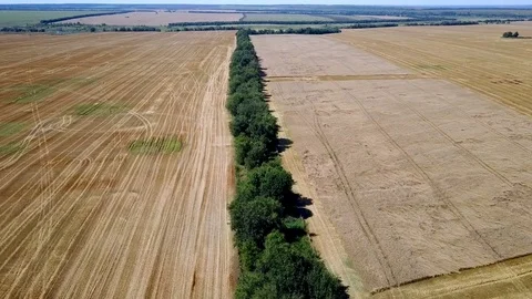 Flight over the forest separating the wheat fields 4K Stock Footage 78772610