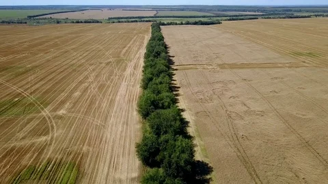 Flight over the forest separating the wheat fields 4K Stock Footage 78812231