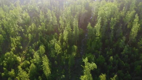 Flight over forest. Sideways flight over the green coniferous forest Stock Footage 161088321