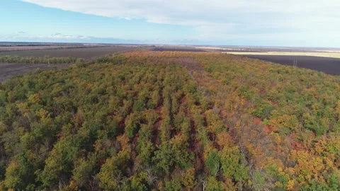Flight over the forest stands towards the fields in autumn Video stock 152984735