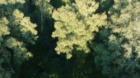 Flight over the forest. Summer. Stock Footage 116468233