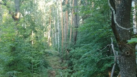 Flight over the forest. Summer. Stock Footage 116469137