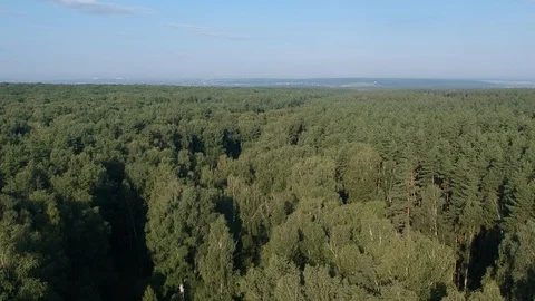 Flight over the forest. Summer. Stock Footage 116469377