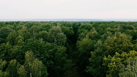 Flight over the forest. Summer. Stock Footage 116469613