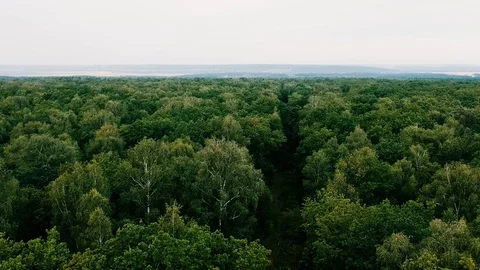 Flight over the forest. Summer. Stock Footage 116469684