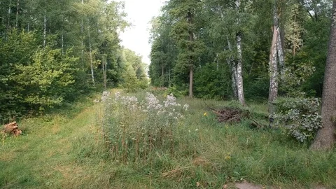 Flight over the forest. Summer. Stock Footage 116469796