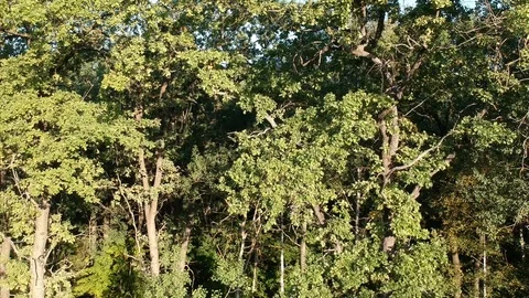 Flight over the forest. Summer. Stock Footage 116469929