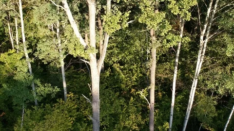 Flight over the forest. Summer. Stock Footage 116470051