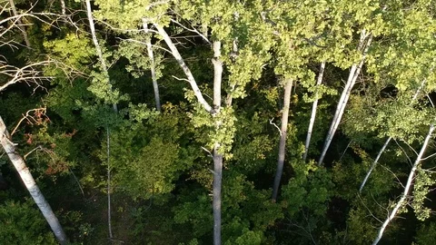 Flight over the forest. Summer. Stock Footage 116470090