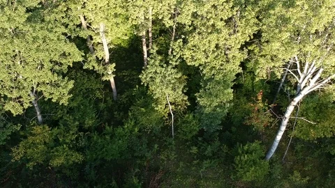Flight over the forest. Summer. Stock Footage 116470125
