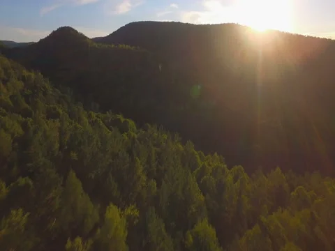 Flight over the forest in sunlight Stock Footage 80975583