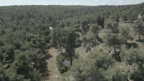 Flight over the forest on a sunny day Stock Footage 241674148