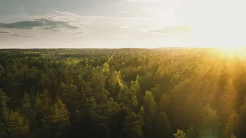 Flight over forest in sunrise or sunset light. hilly area pine trees woodland Stock Footage 131272004