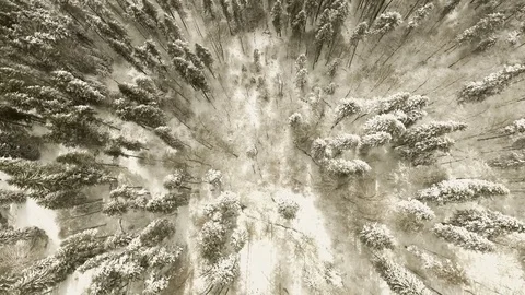 Flight over forest in winter Stock Footage 69774661