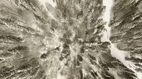 Flight over forest in winter Stock Footage 69775533
