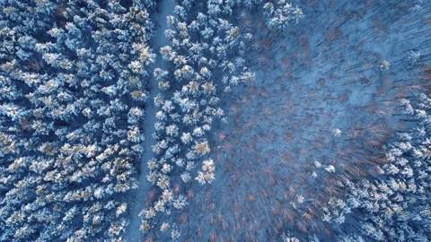 Flight over the forest in winter. Stock Footage 239938121