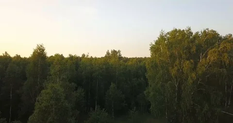 Flight over the forest.Aerial View. Flying over the beautiful forest trees and r 스톡 동영상 96447769