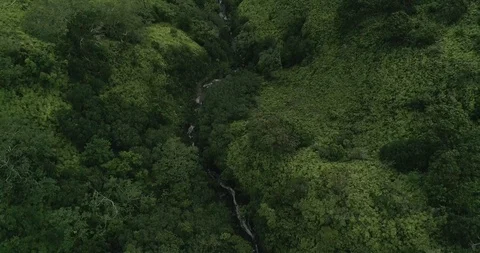 Flight Over Forested River Landscape on Hawaiian Island 库存影片 114107799