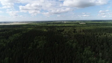 Flight over the Forrest Stock Footage 95761990