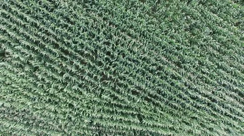 Flight over germany - landscape Stock Footage 54200418