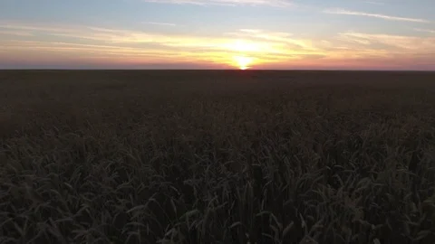 Flight over the golden wheat field in sunset - flying forward Stock Footage 75467885