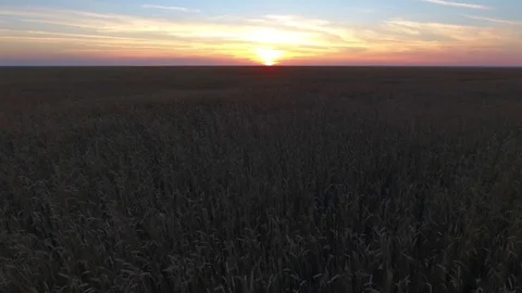 Flight over the golden wheat field in sunset - flying back Stock-Footage 75467930