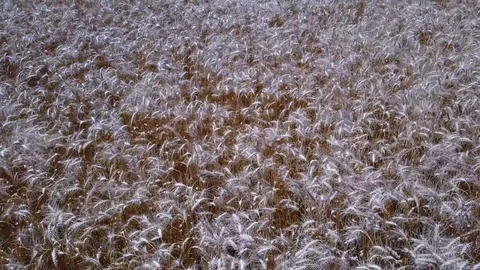 Flight over golden wheat Stock Footage 78814352