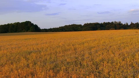 Flight over a Grain field, Bavaria Germany Stock Footage 113294768