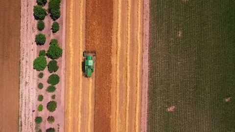 Flight over the grain field Stock Footage 76837504