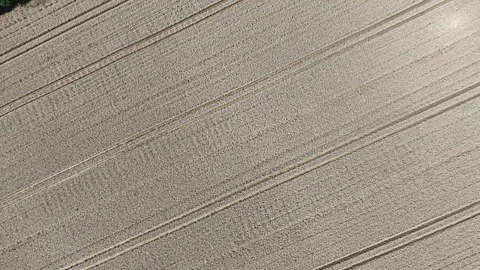 Flight over grain fields Video stock 285856540