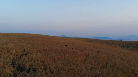 Flight over Grain Fields at Trikiri during sunset, Volos region Stock Footage 95168310