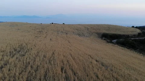 Flight over Grain Fields at Trikiri during sunset, Volos region Stock Footage 95244532