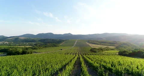 Flight over grape fields 스톡 동영상 93280321