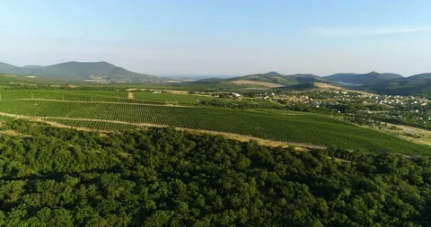 Flight over grape fields Stock Footage 93280983